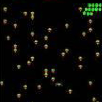 centipede